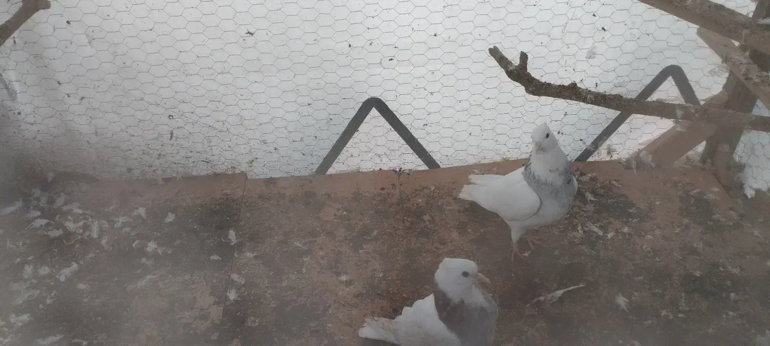 کبوتر طوقی|پرنده|بندر ترکمن, |دیوار