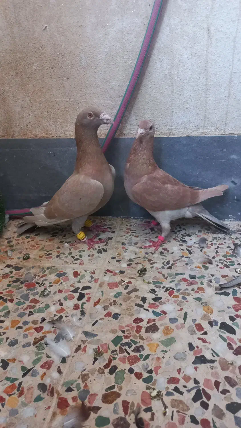 نرماده کلون|پرنده|اندیمشک, |دیوار