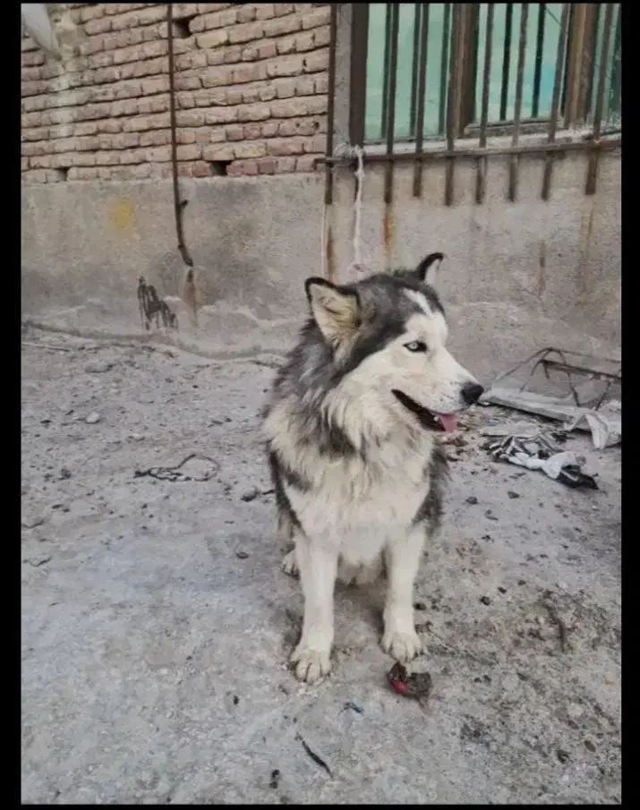 سگ هاسکی خوشکل|سگ|خسروشاه, |دیوار