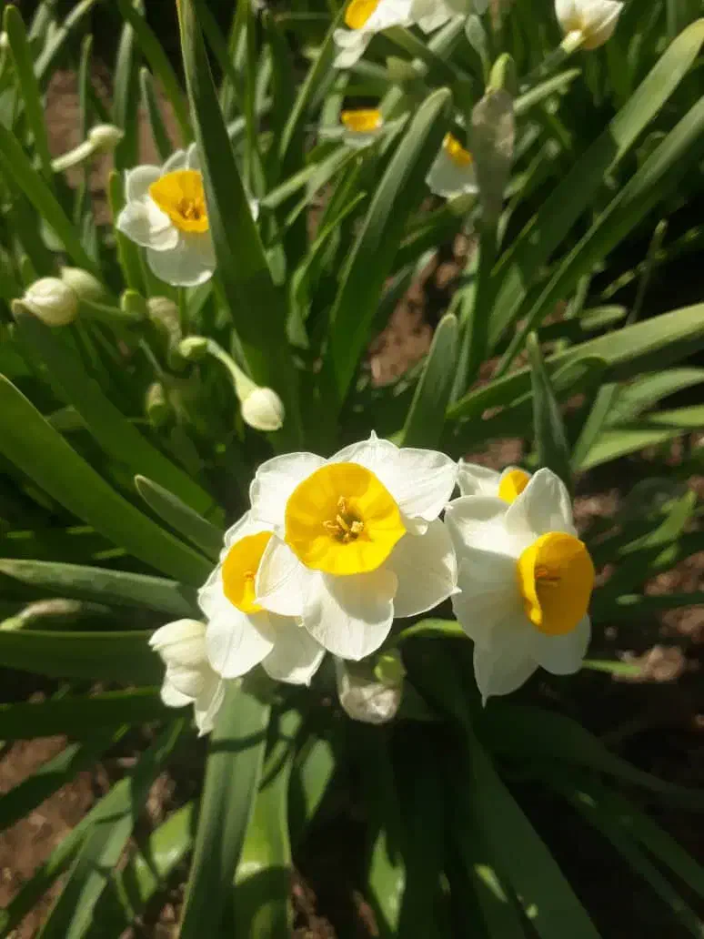 پیاز گل نرگس نهال زرشک قهستان نهال عناب نهالستان|عمدهفروشی|اصفهان, کوی شهید کشوری|دیوار