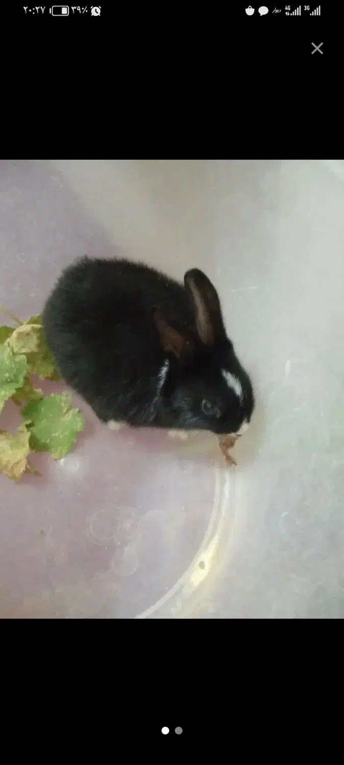 خرگوش|موش و خرگوش|اشکذر, |دیوار