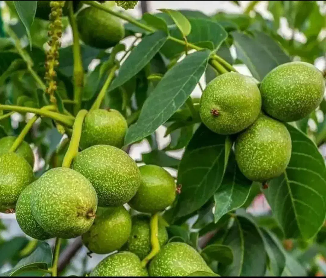 نهال گردو پیوندی|گل و گیاه طبیعی|کرمان, |دیوار