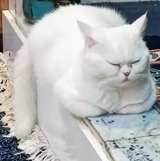 گربه|گربه|سبزوار, گلشن|دیوار