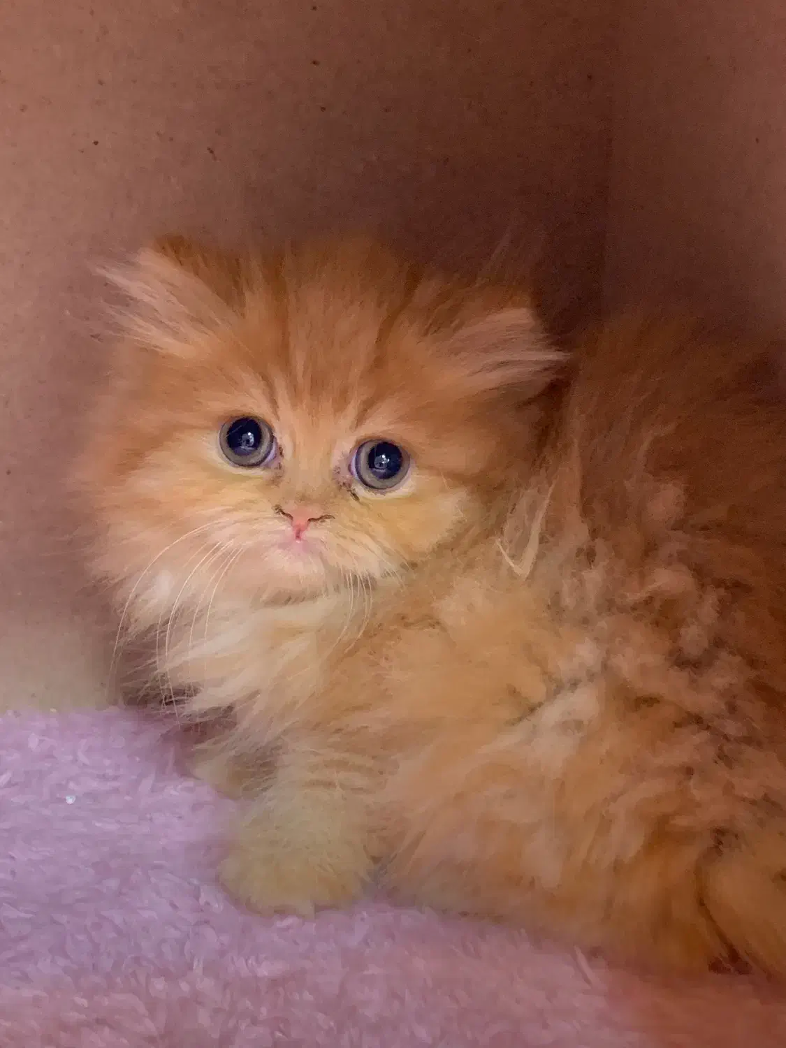 بریتیش های لانگ هیر|گربه|رشت, لاکانی|دیوار