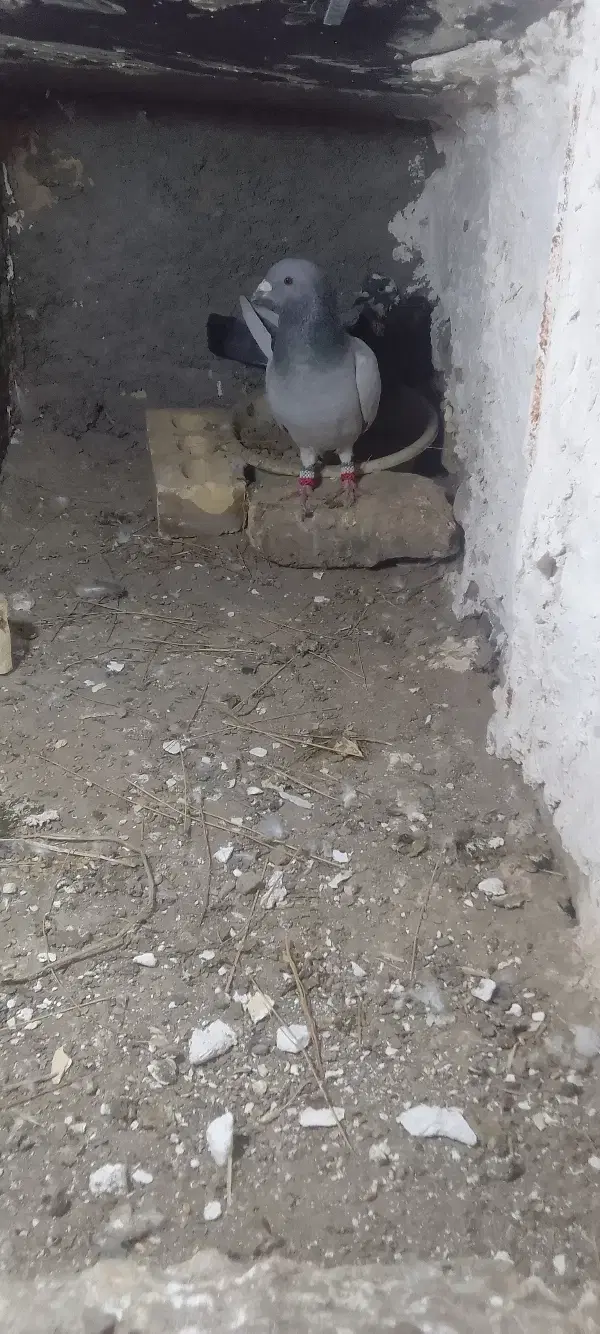 کفتر نره|پرنده|چناران, |دیوار