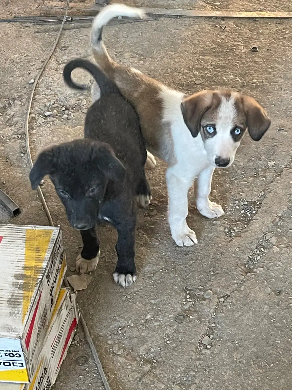 سگی بومی|سگ|ماهدشت, |دیوار