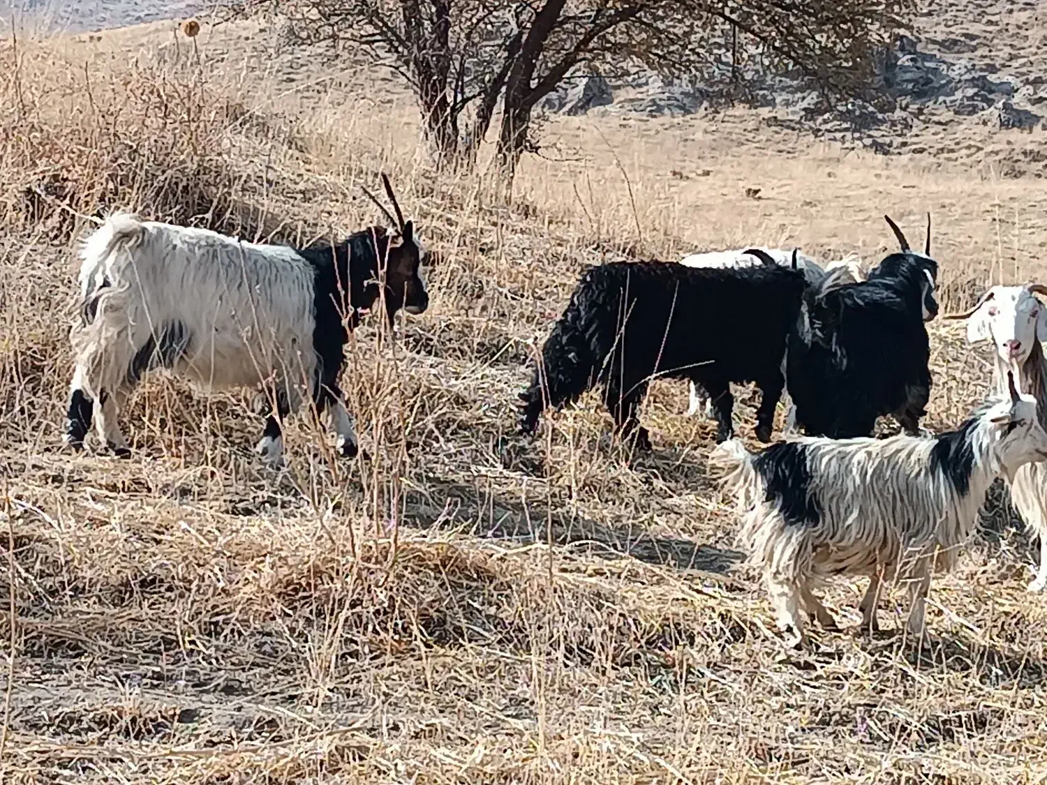 بزهای خانگی کاملا جوان و سالم|حیوانات مزرعه|سیلوانه, |دیوار