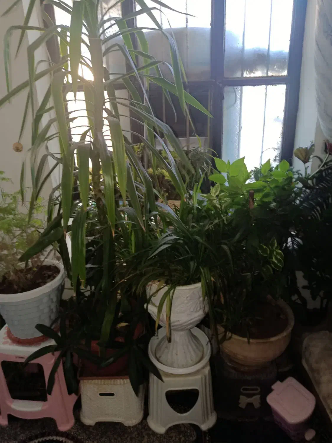 فروش گلهای زینتی|گل و گیاه طبیعی|یاسوج, |دیوار