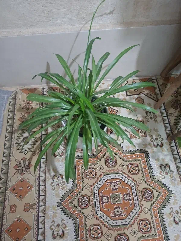 گل وپایه گلدان حصیری|گل و گیاه طبیعی|قم, پردیسان|دیوار