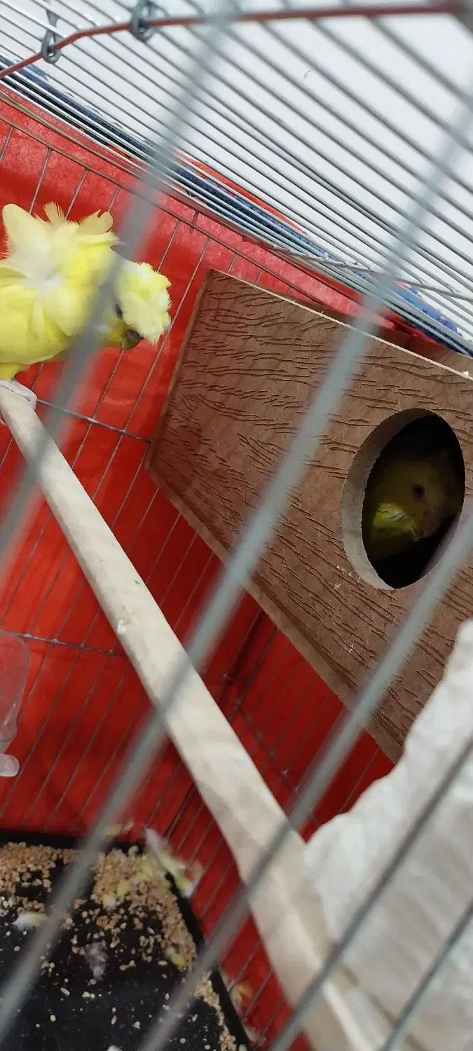 مرغ عشق پروانه ایی|پرنده|شوش, |دیوار