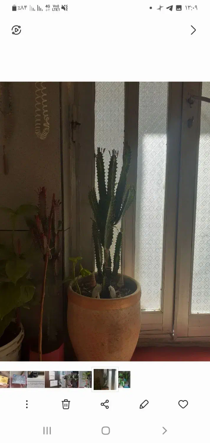 گلدان|گل و گیاه طبیعی|مشهد, نرگس (شهرک غرب)|دیوار