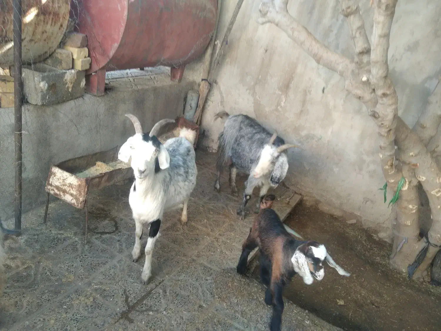 بز و بزغاله|حیوانات مزرعه|گچی, |دیوار