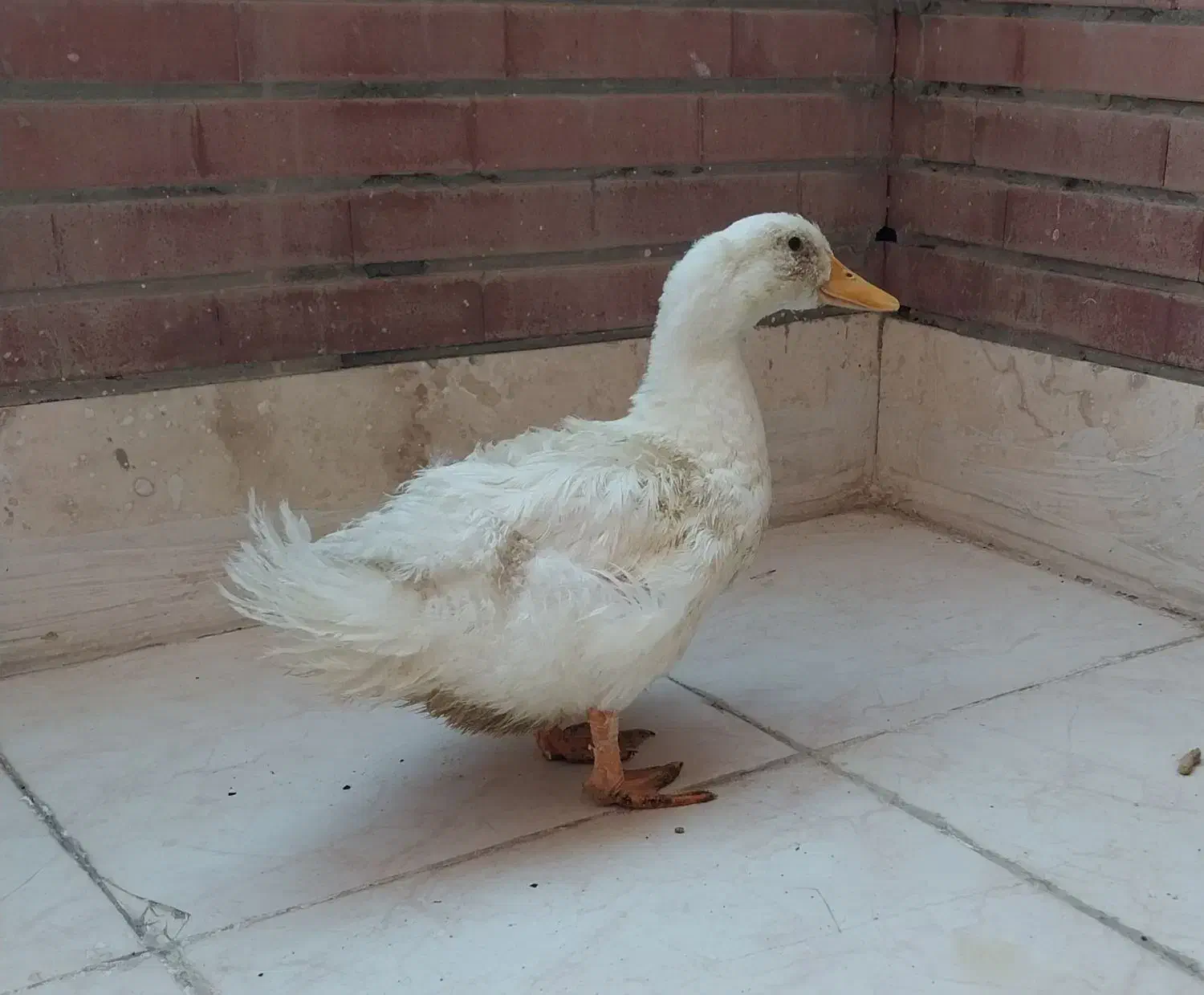 اردک|حیوانات مزرعه|فولادشهر, مسکن مهر فولادشهر|دیوار