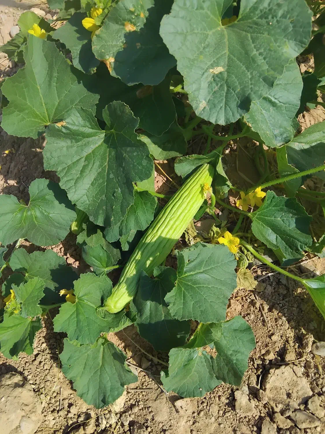 فروش زمین کشاورزی|فروش زمین و ملک کلنگی|آبدانان, |دیوار