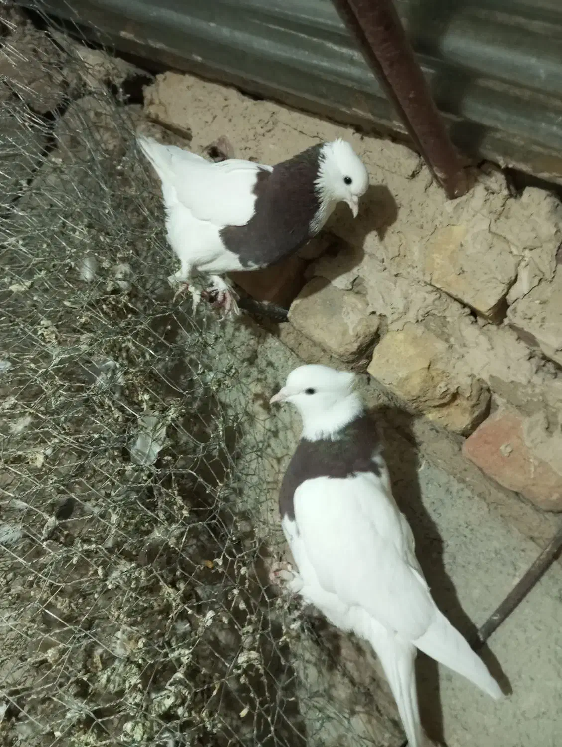 یک جفت کفتر طوقی میزون جوانه|پرنده|بردسکن, |دیوار