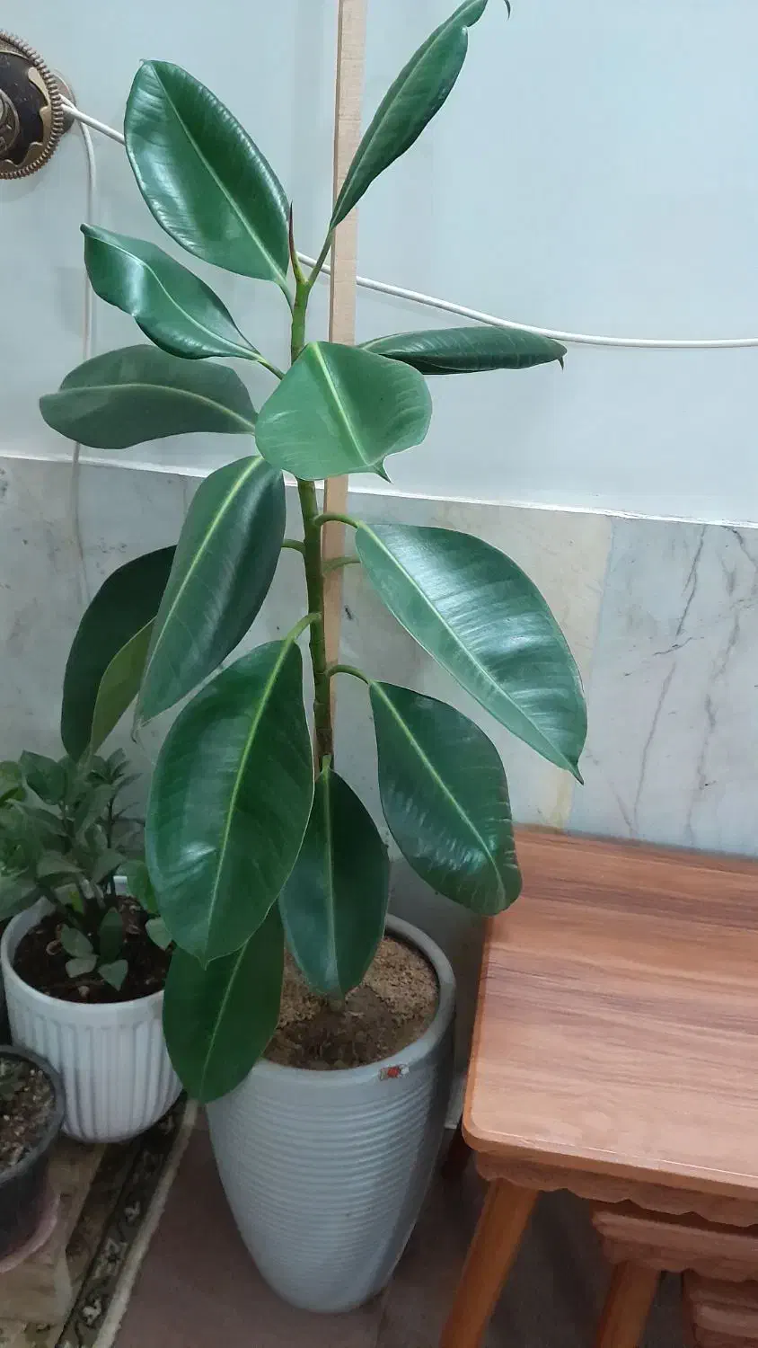 گل طبیعی زیبا|گل و گیاه طبیعی|سبزوار, باهنر|دیوار