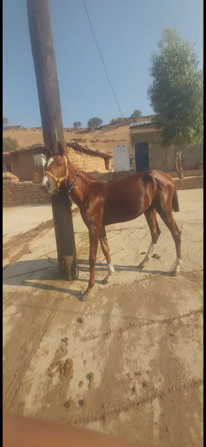 مادیون|اسب و تجهیزات اسبسواری|ایذه, |دیوار