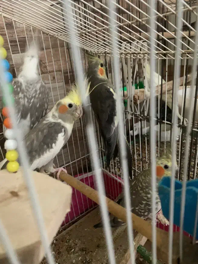 تعدادی عروس هلندی|پرنده|بندرعباس, |دیوار