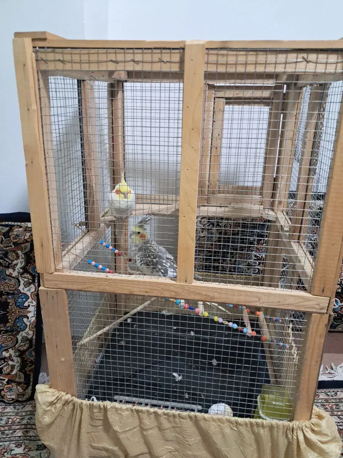 دو تا عروس هلندی نر وماده|پرنده|کرمانشاه, |دیوار