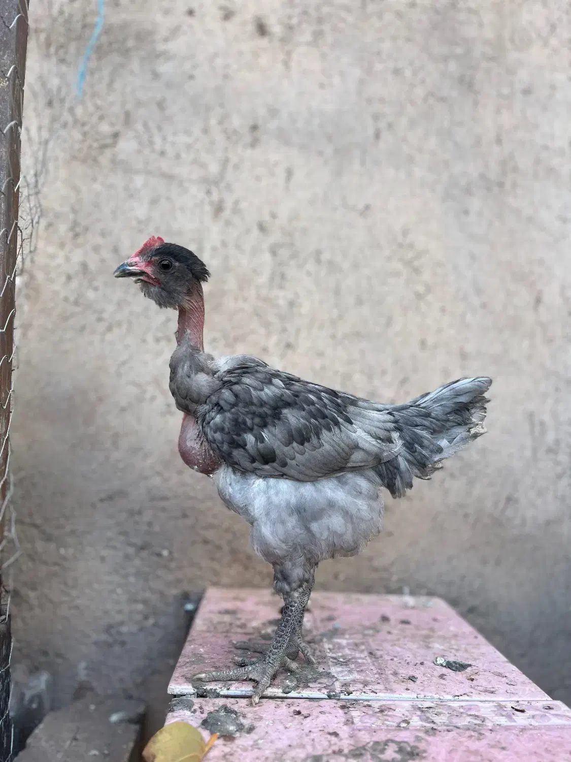 جوجه خروس گردن لختی محلی|حیوانات مزرعه|قزوین, |دیوار