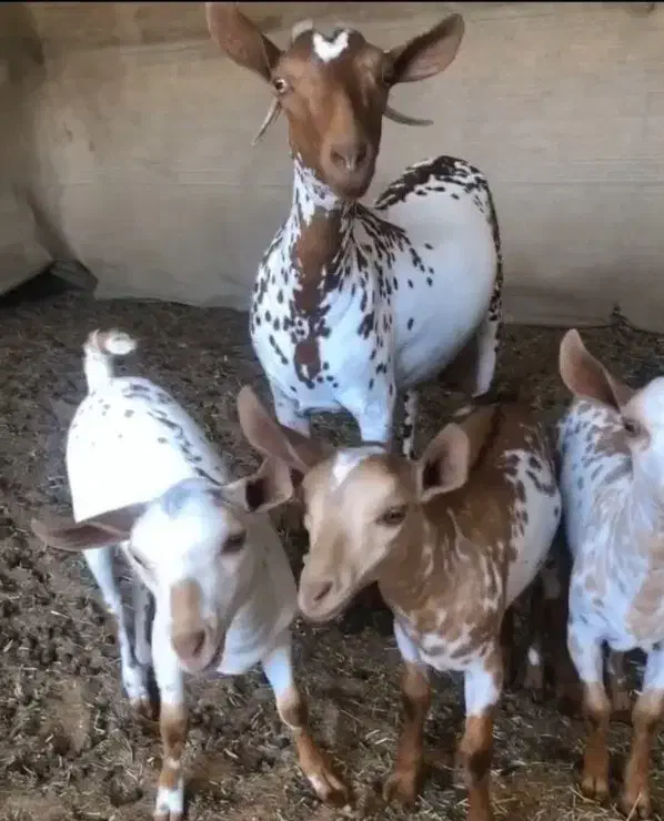 بزصلاله 3قلوزا اصیل|حیوانات مزرعه|قم, سالاریه|دیوار