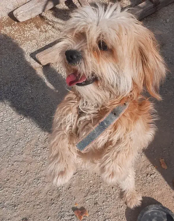 سگ شیتزو شناسنامه دار و میکرو چیپ دار|سگ|نمین, |دیوار