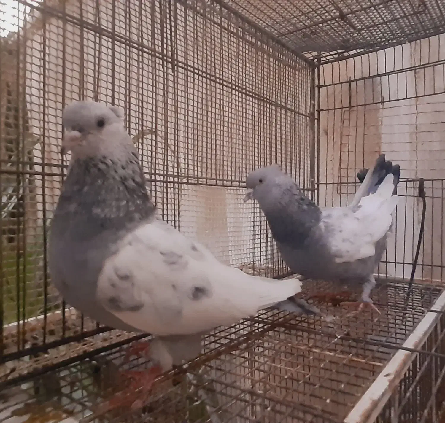 سینه سیاه نوک سفید سینه آبی سینه سرور|پرنده|شیراز, زرهی|دیوار