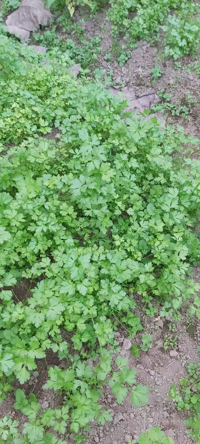 ،سبزی محلی،لوبیا چیتی،پاچ باقلا،سیر|خوردنی و آشامیدنی|رشت, کوی غلام نیا|دیوار