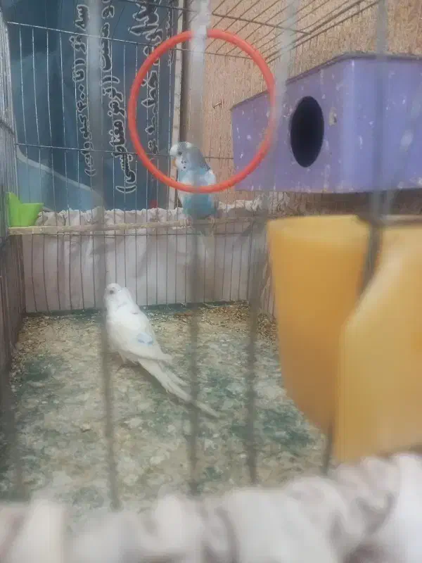 جفت مرغ عشق مولد کار داده با لوازم و قفس|پرنده|فردیس, سرحدی|دیوار