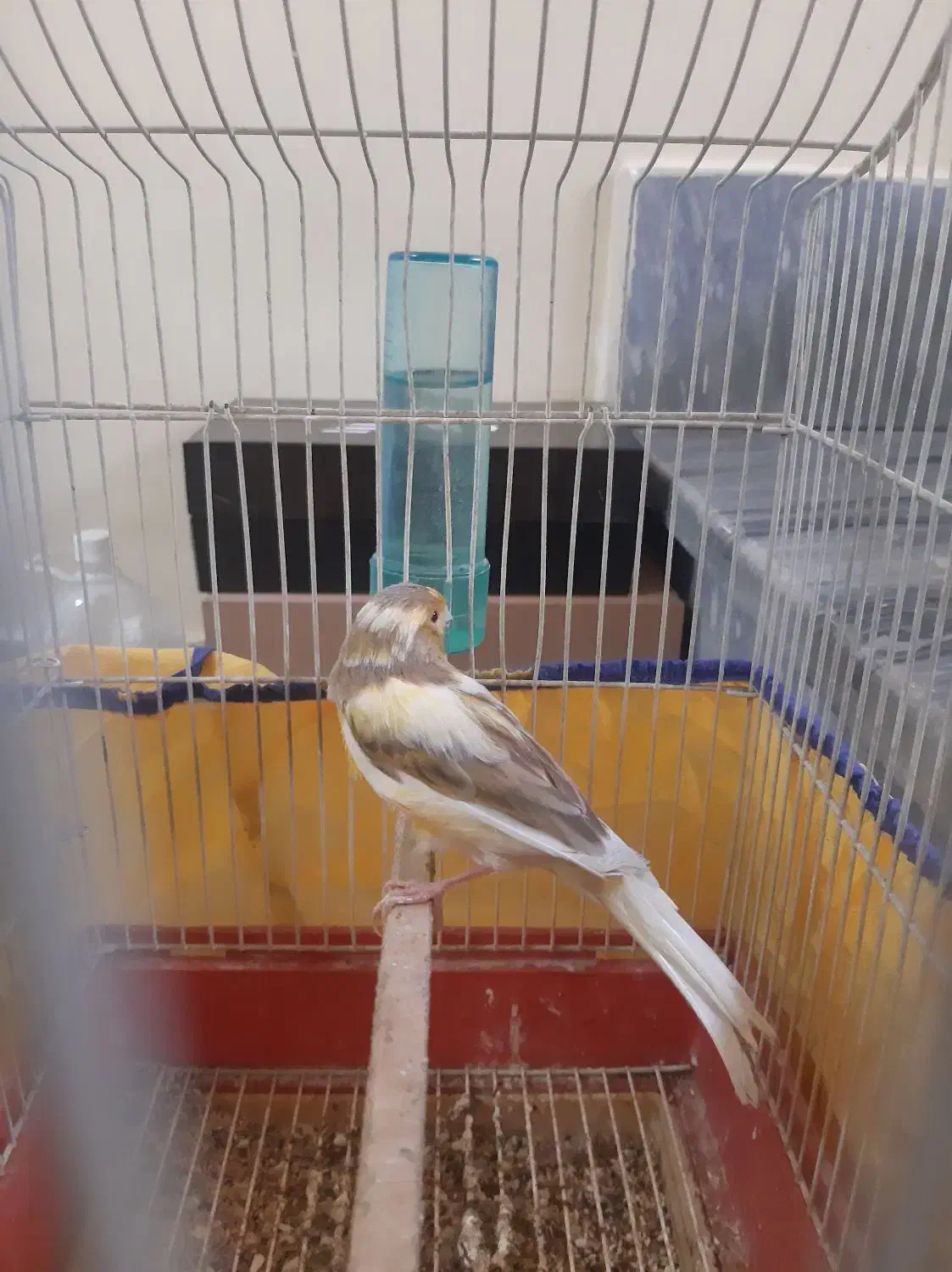 قناری ابلق|پرنده|گلستان (تهران), |دیوار