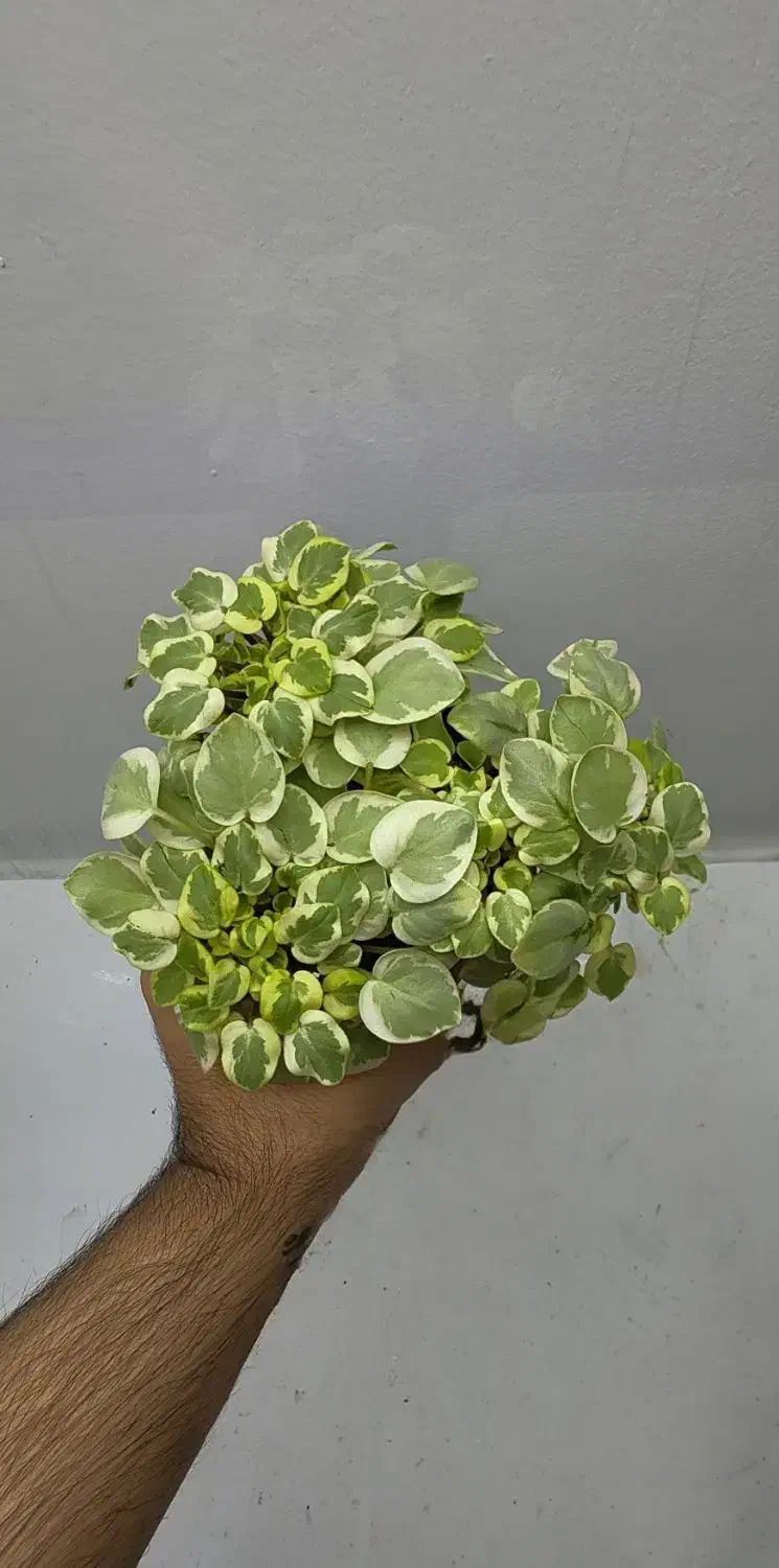 تعدادی بنفشه آفریقایی|گل و گیاه طبیعی|تهران, اختیاریه|دیوار