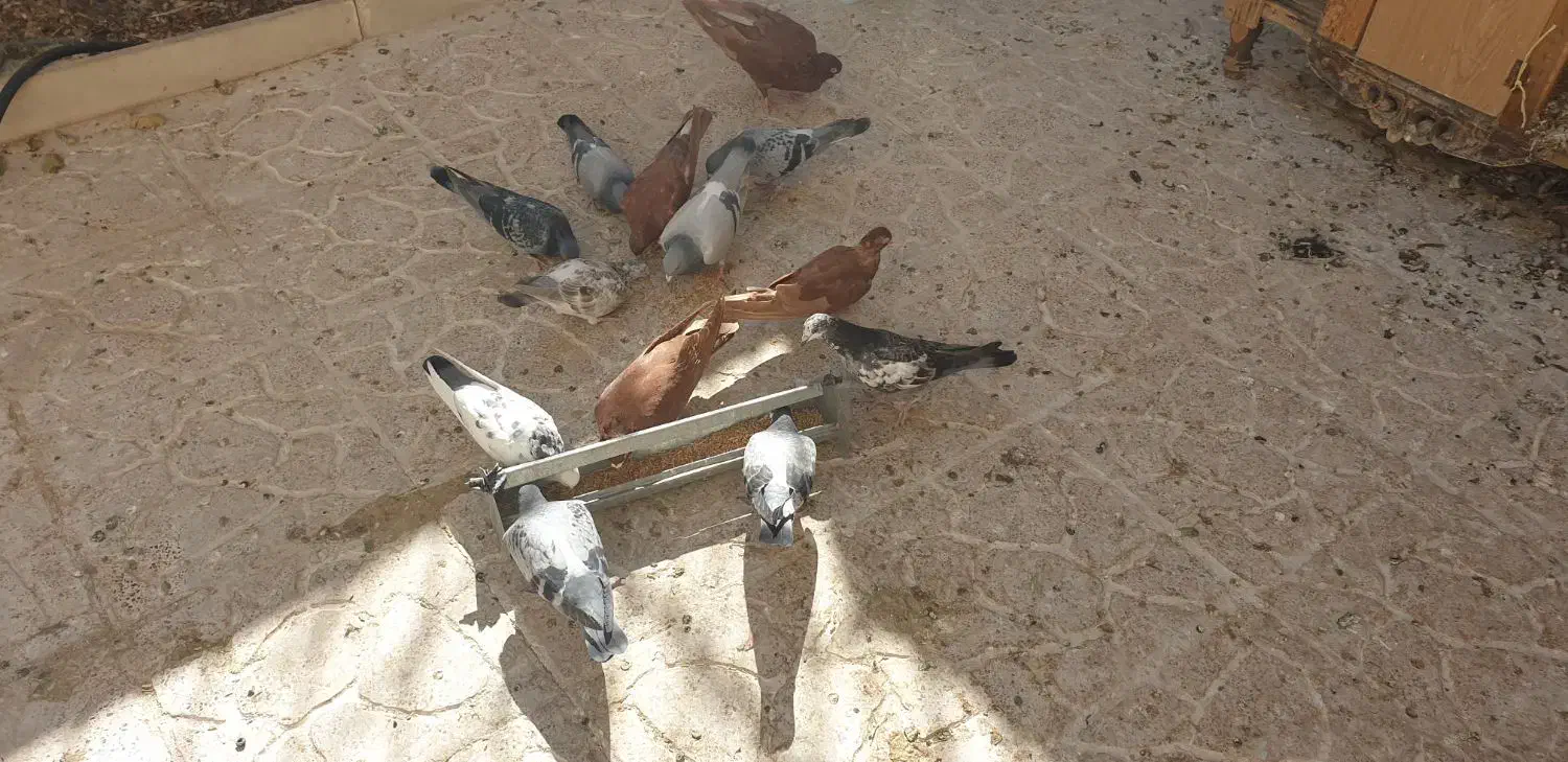 ۸ عدد پلاکی|پرنده|اصفهان, مهدی آباد|دیوار