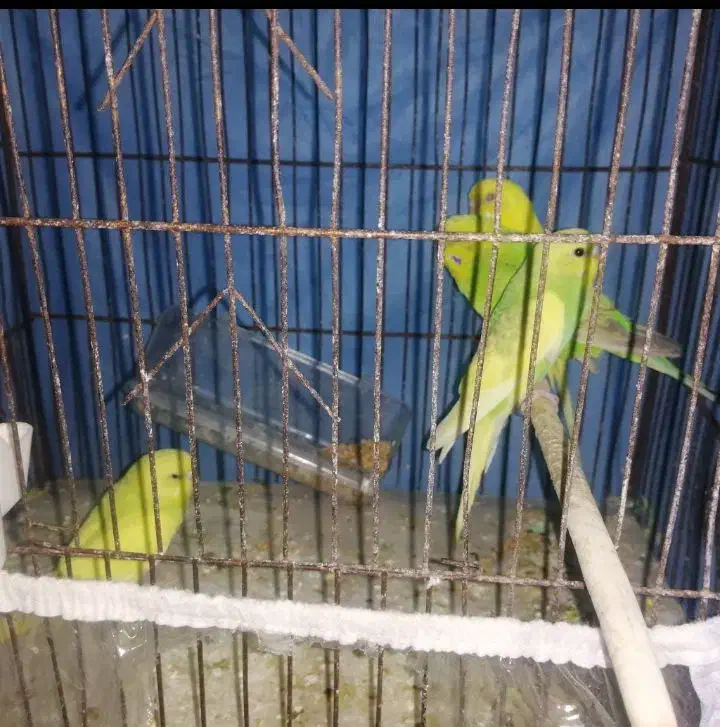 مرغ عشق و عروس هلندی|پرنده|مشهد, اروند|دیوار