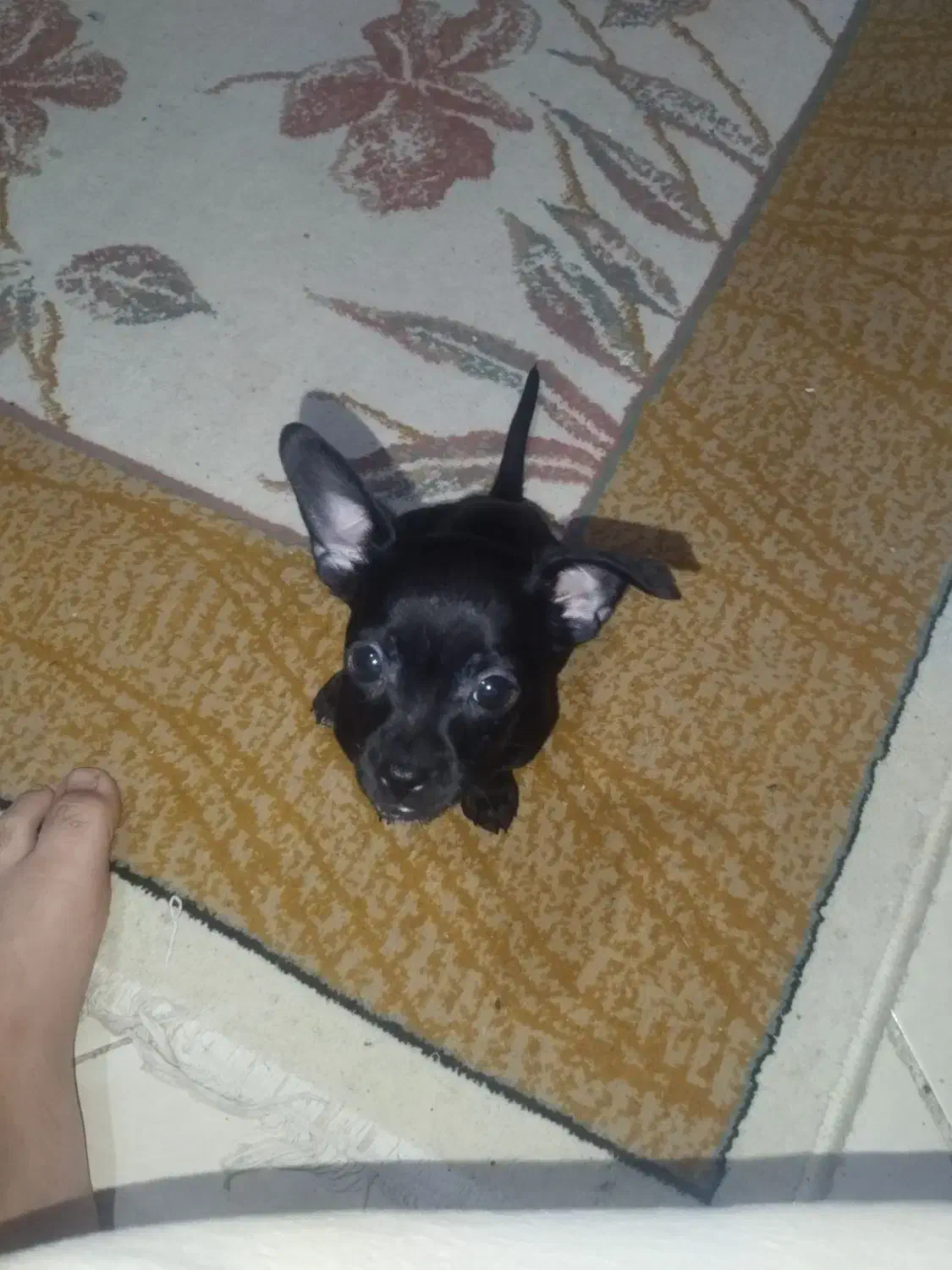 سگ شیواوا|سگ|هشتگرد, شهرک مهستان ۲|دیوار