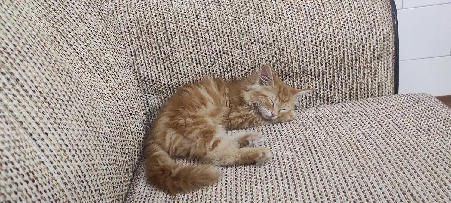 گمشده|حیوانات|حمیدیا, |دیوار