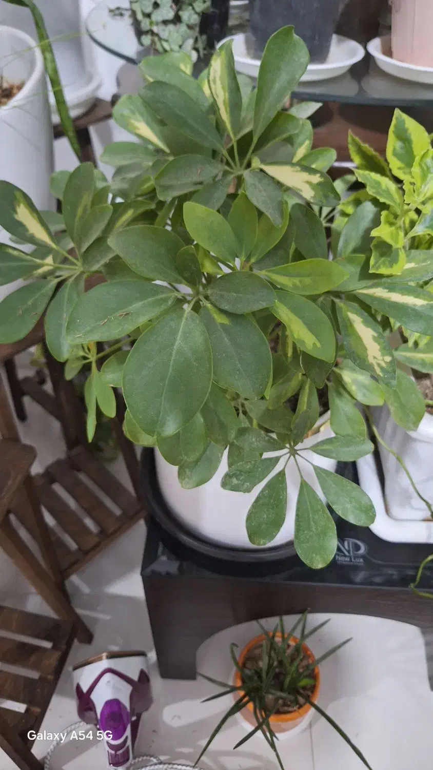 گلهای زیبا|گل و گیاه طبیعی|سلماس, |دیوار