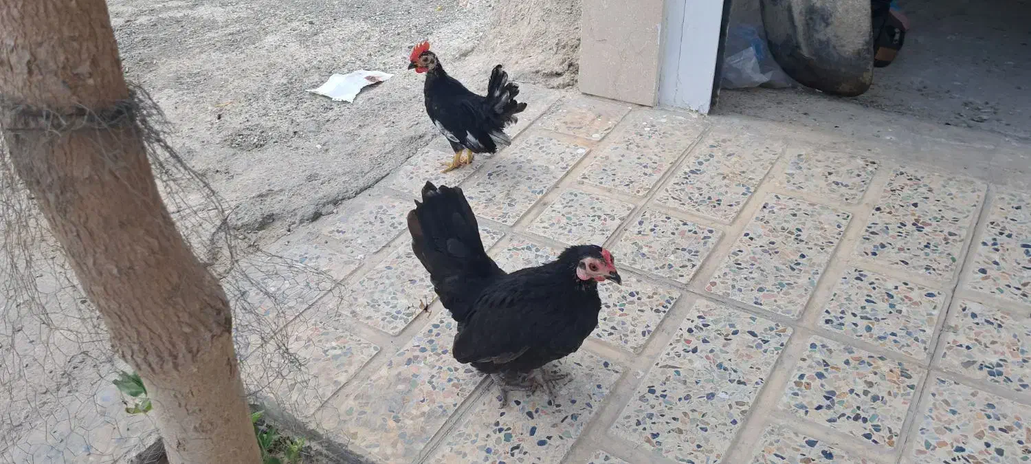 مرغ و خروس جاپنیز|حیوانات مزرعه|صباشهر, |دیوار