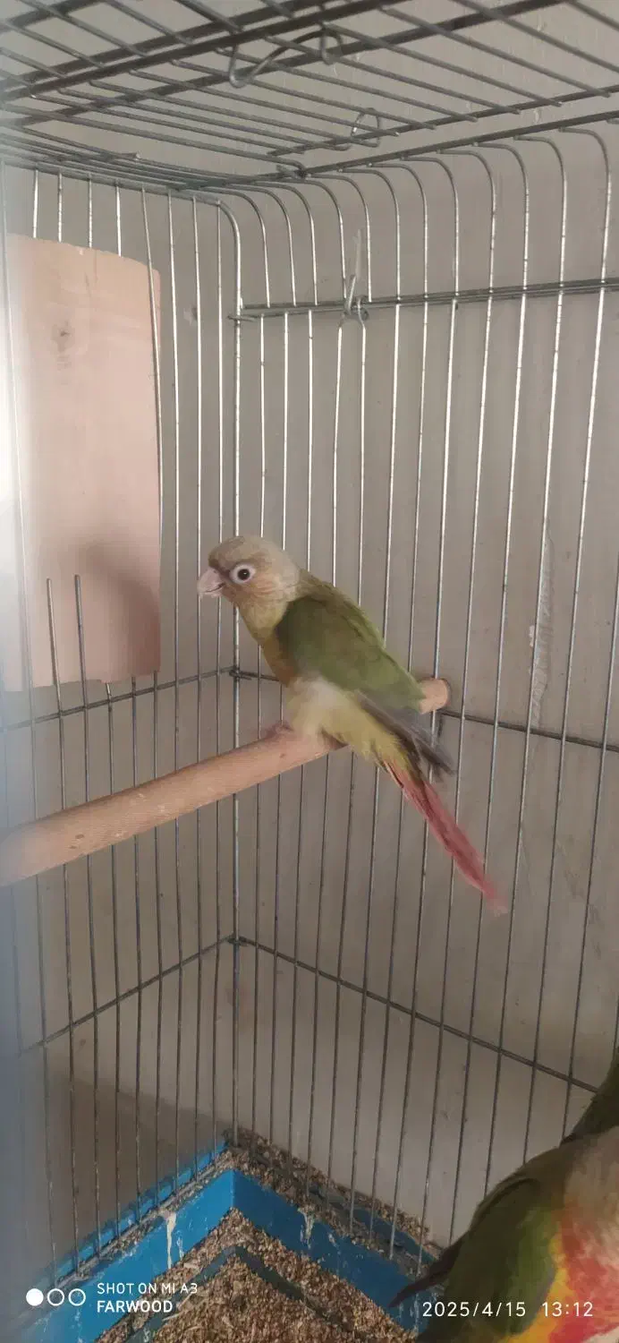 گرینچیک|پرنده|سرخه, |دیوار