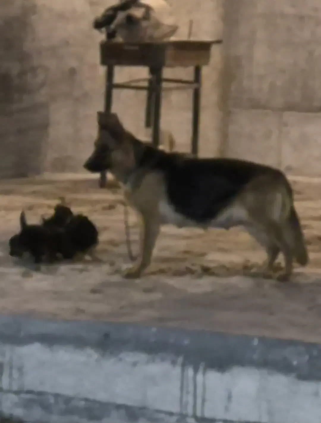 توله برای واگذاری|سگ|فردیس, قریشی|دیوار