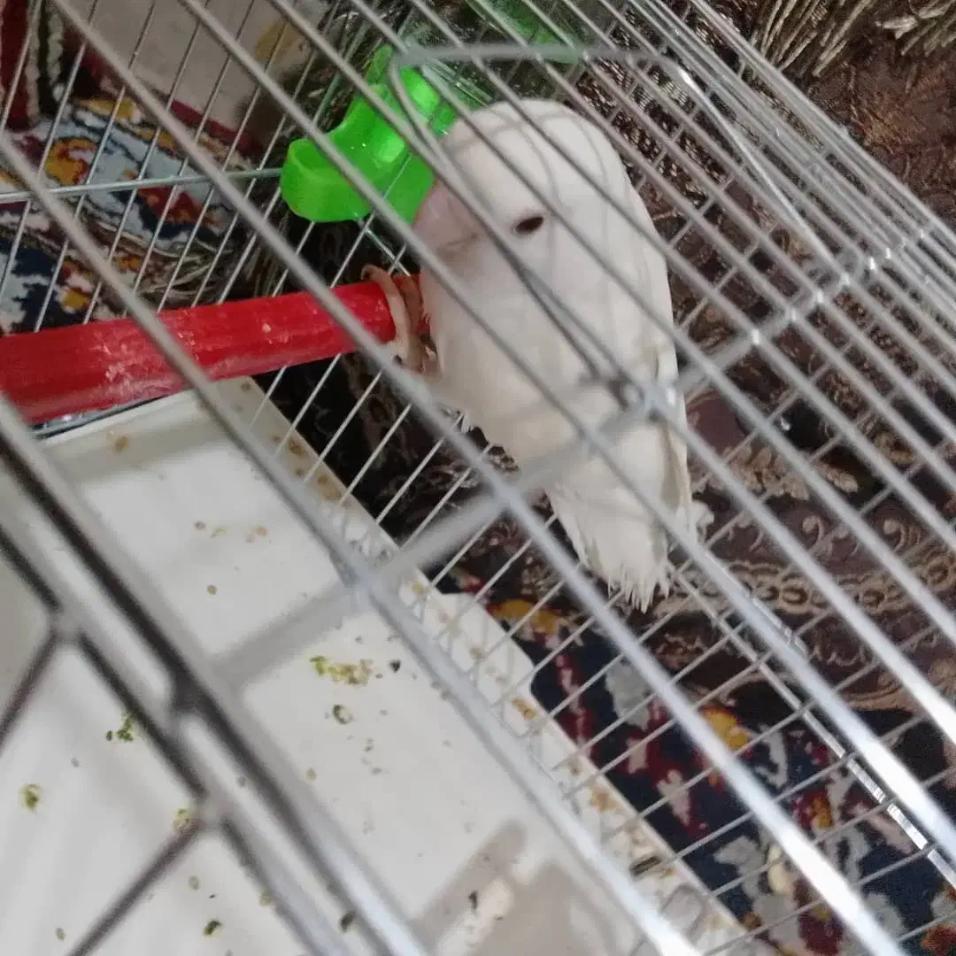 فروش طوطی برزیلی|پرنده|فولادشهر, B1|دیوار