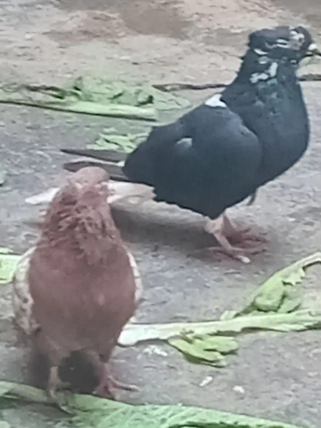 کبوتر رنگیامدیه|پرنده|امیدیه, |دیوار