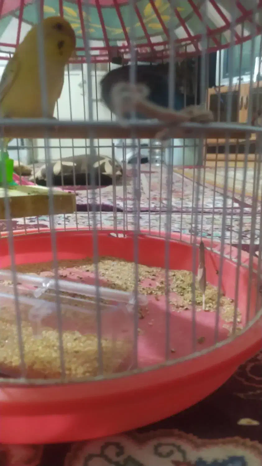 سلام یک جفت مرغ عشق|پرنده|مهرستان, |دیوار