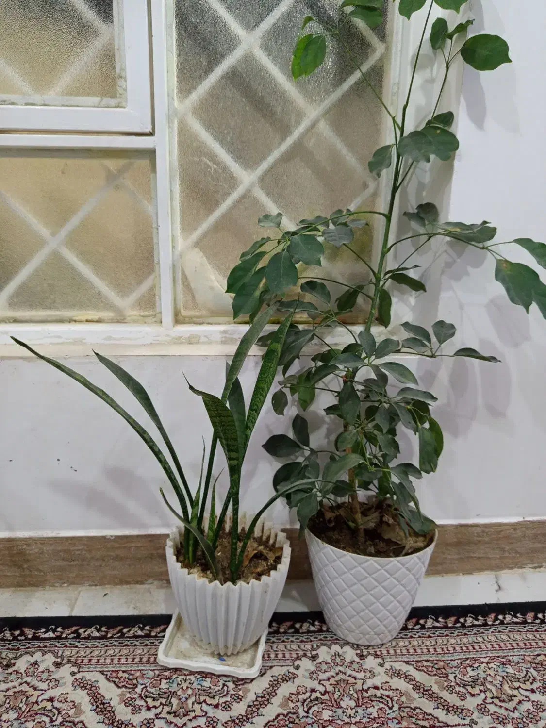 گل زیبا ی سانسوریا شیفلرا|گل و گیاه طبیعی|ایذه, |دیوار