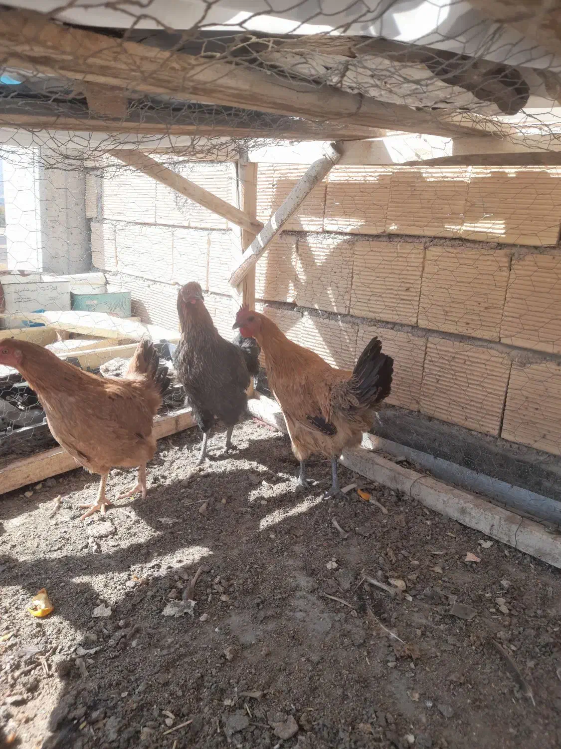 مرغ|پرنده|فارسان, |دیوار