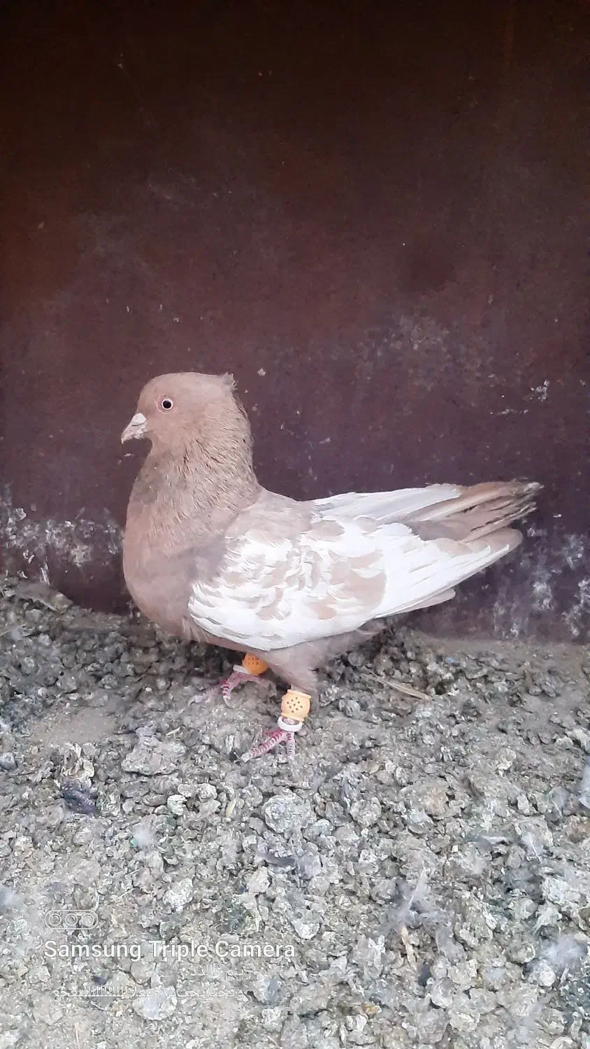 کبوتر سینه و سیاه بهبهانی|پرنده|مرودشت, کناره|دیوار