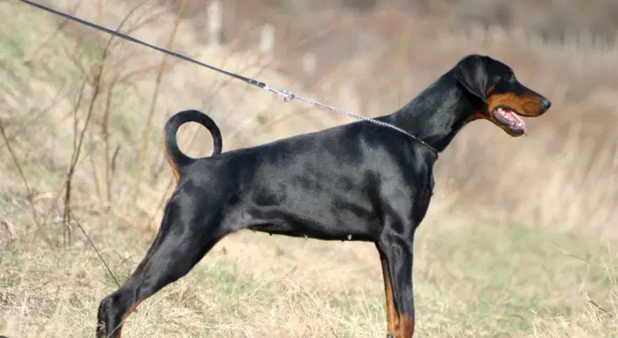 توله دوبرمن|سگ|سلمانشهر, |دیوار