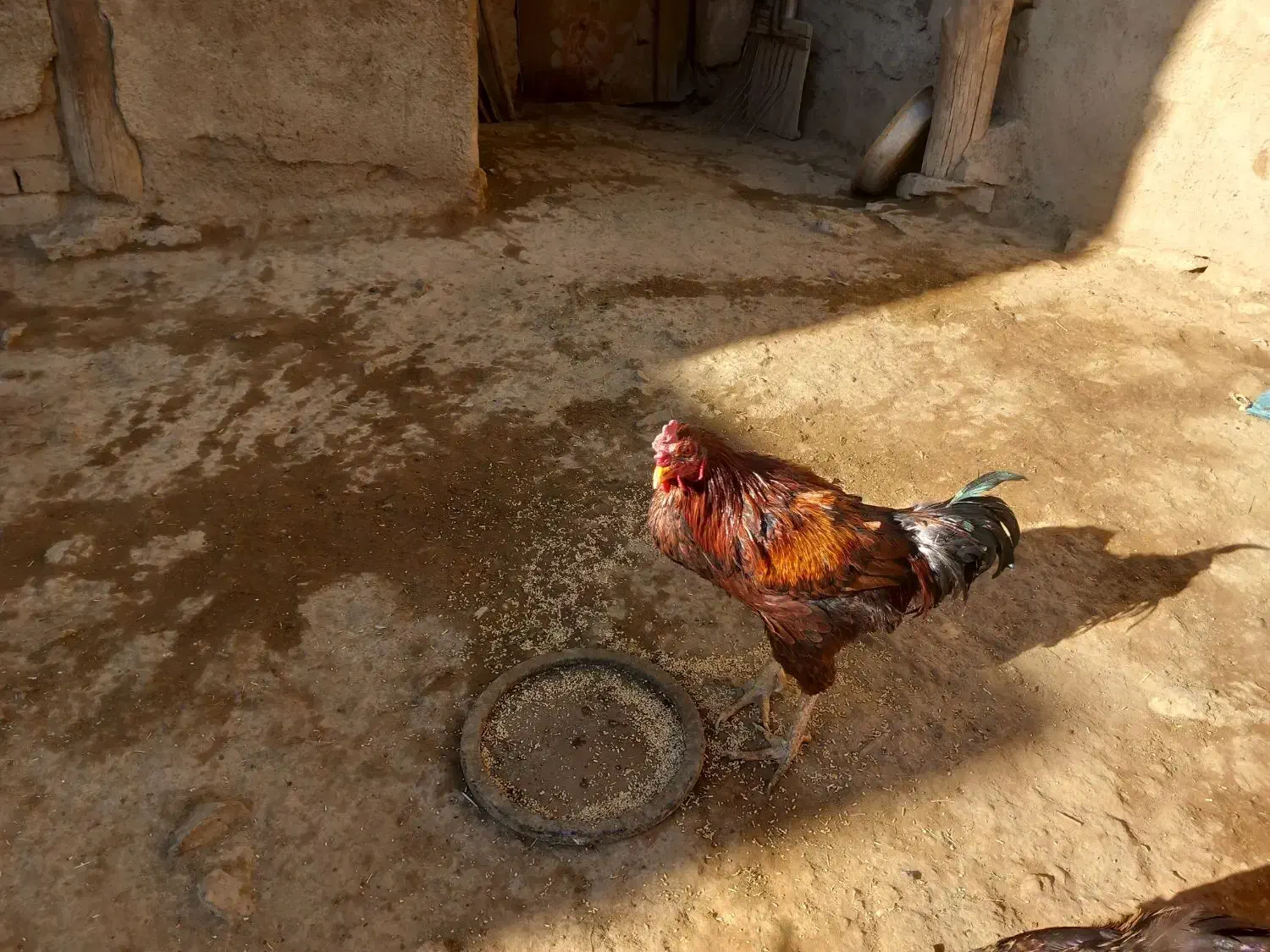 مرغوخروس لاری|پرنده|کبودرآهنگ, |دیوار