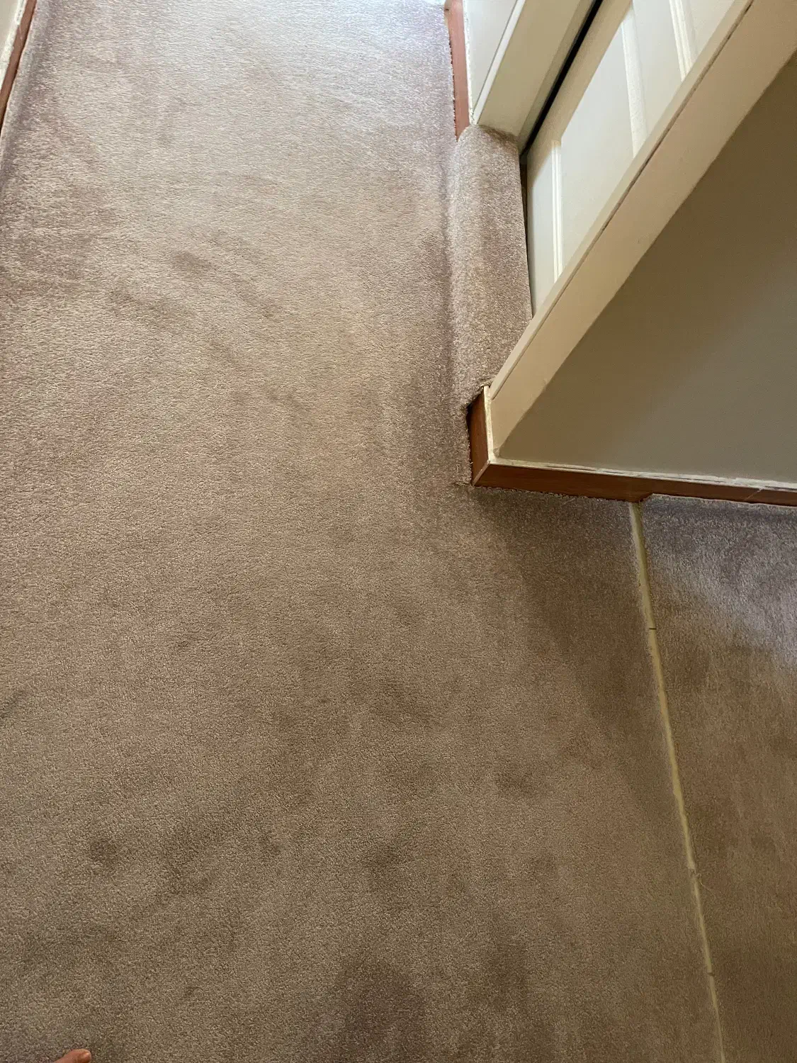 موکت پالاز|موکت|رشت, انصاری|دیوار