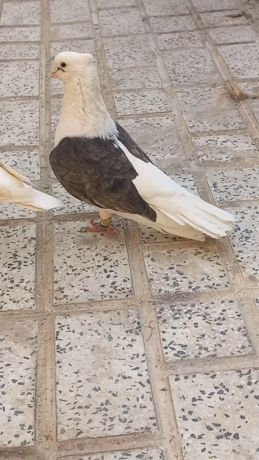 کبوتر دوبالی نر و ماده|پرنده|تاکستان, |دیوار