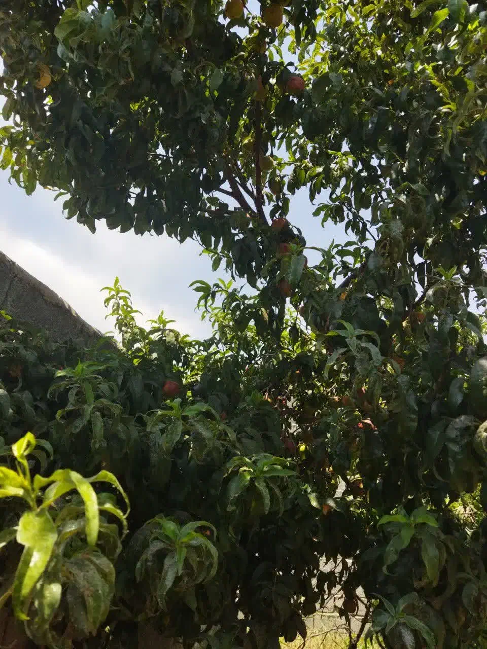 باغچه در کرج پر از درخت همراه آب و برق و دیوارکشی|فروش زمین و ملک کلنگی|هشتگرد, قاسم آباد بزرگ|دیوار